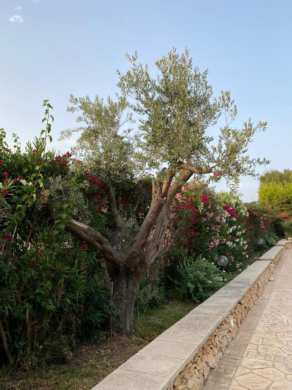 Villa Maia Porto Cesareo Zewnętrze zdjęcie